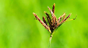 How to Identify Nutsedge