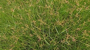 Get Rid of Nutsedge