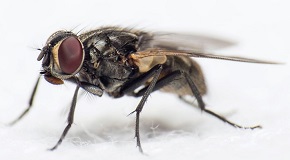 How to Get Rid of Flies