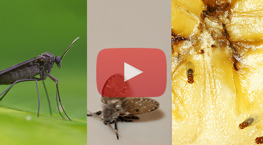 Identify Common Flying Insects