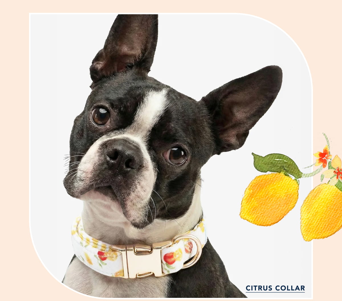Citrus Collar