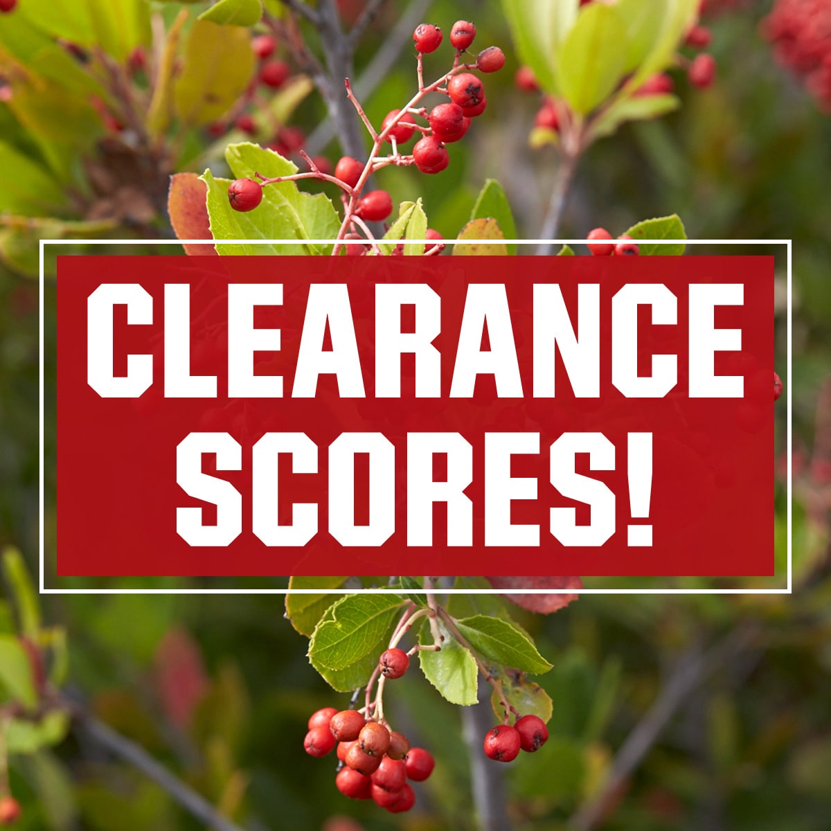 Clearance scores!