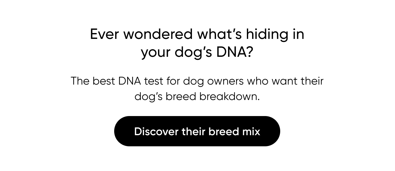 Ever wondered what's hiding in your dog's DNA? Discover their breed mix