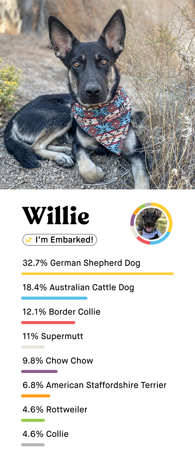 Willie's Breed Breakdown