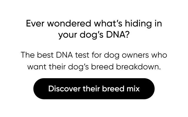 Ever wondered what's hiding in your dog's DNA? Discover their breed mix