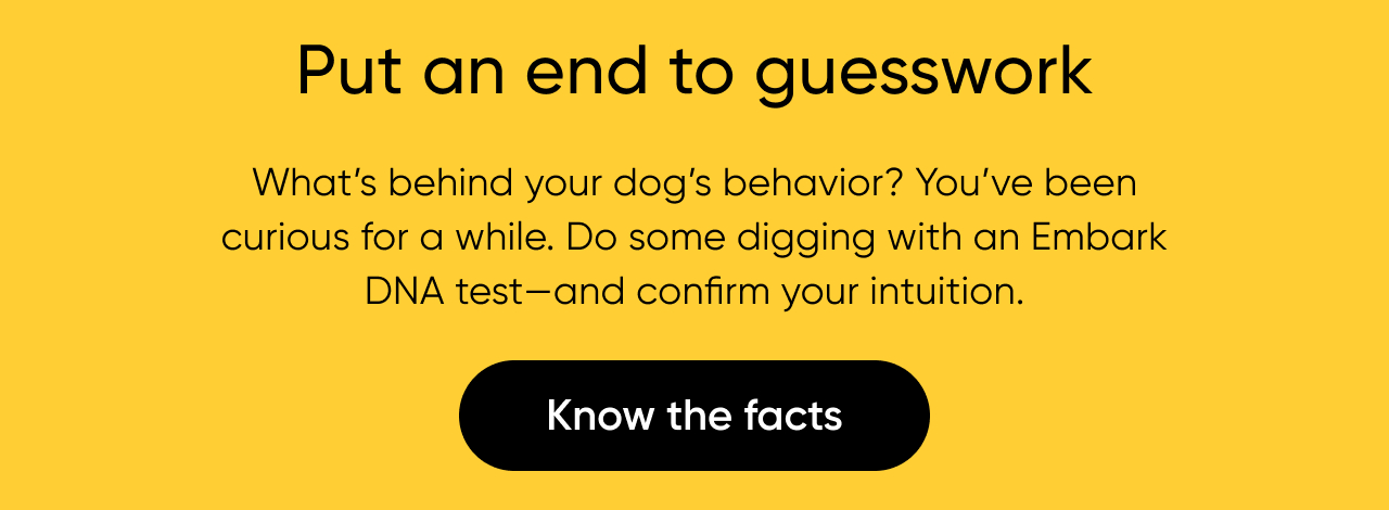 Put an end to guesswork with a Dog DNA test