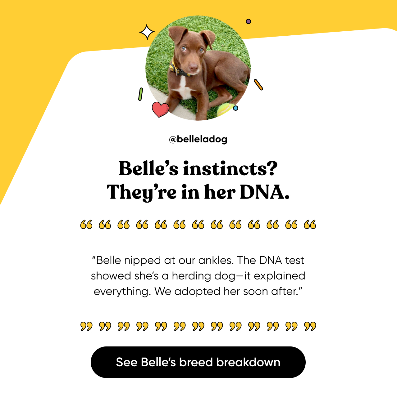 See Belle's breed breakdown