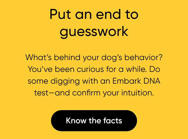 Put an end to guesswork with a Dog DNA test