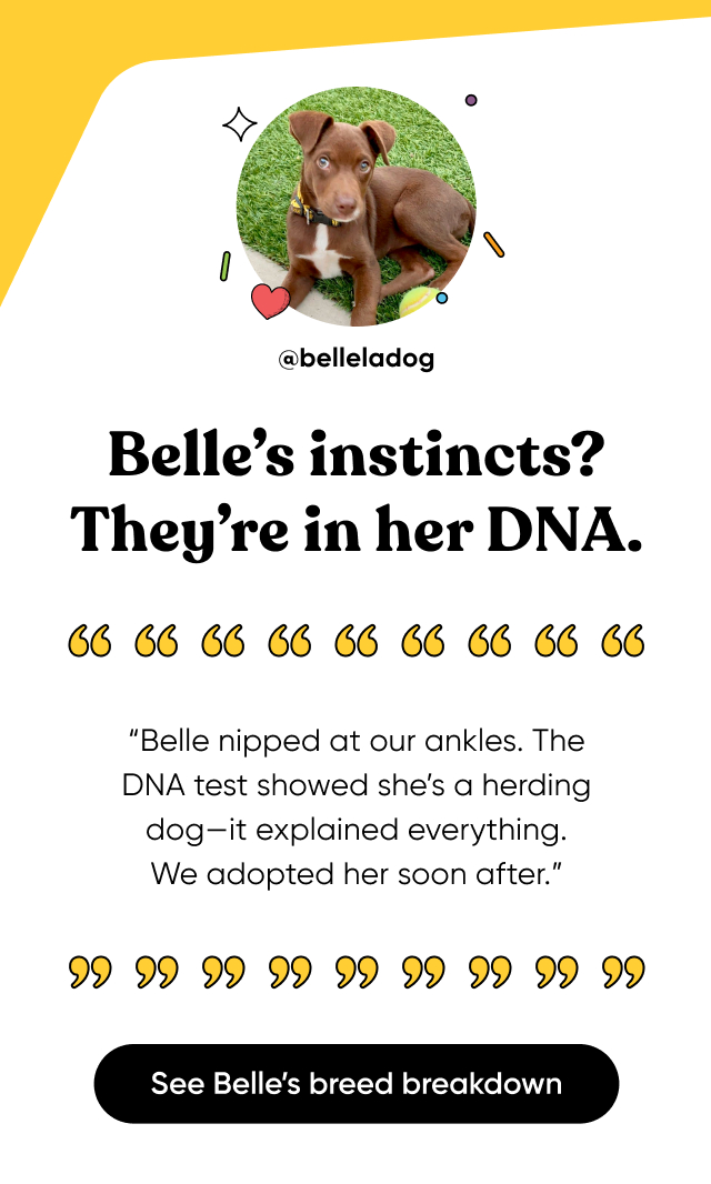 See Belle's breed breakdown