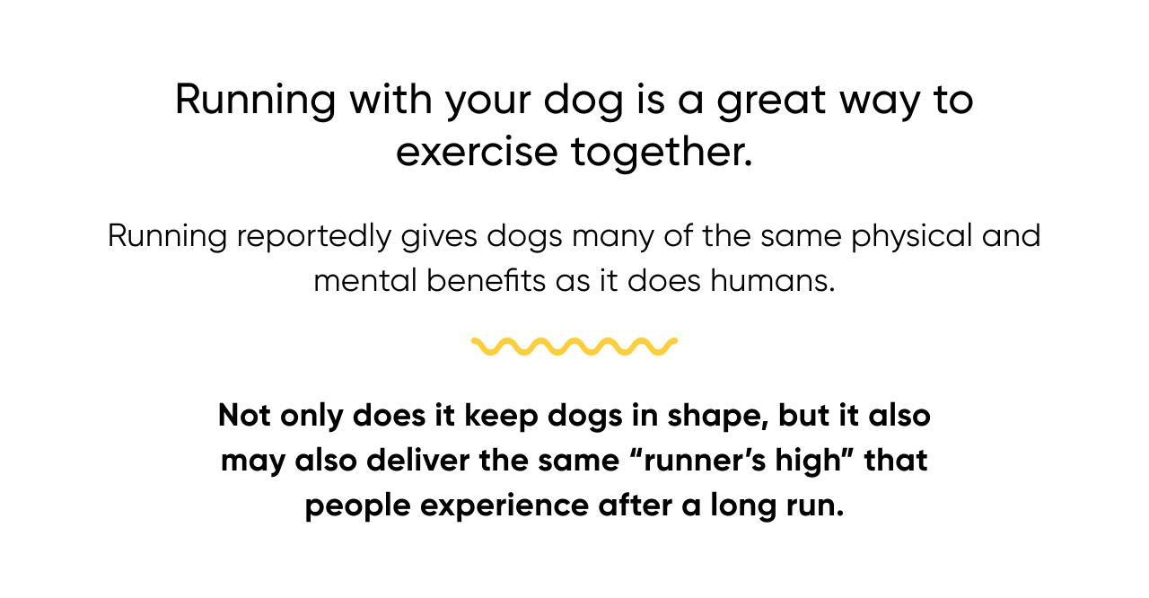 Running with your dog is a great way to exercise together.