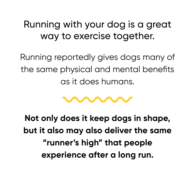 Running with your dog is a great way to exercise together.