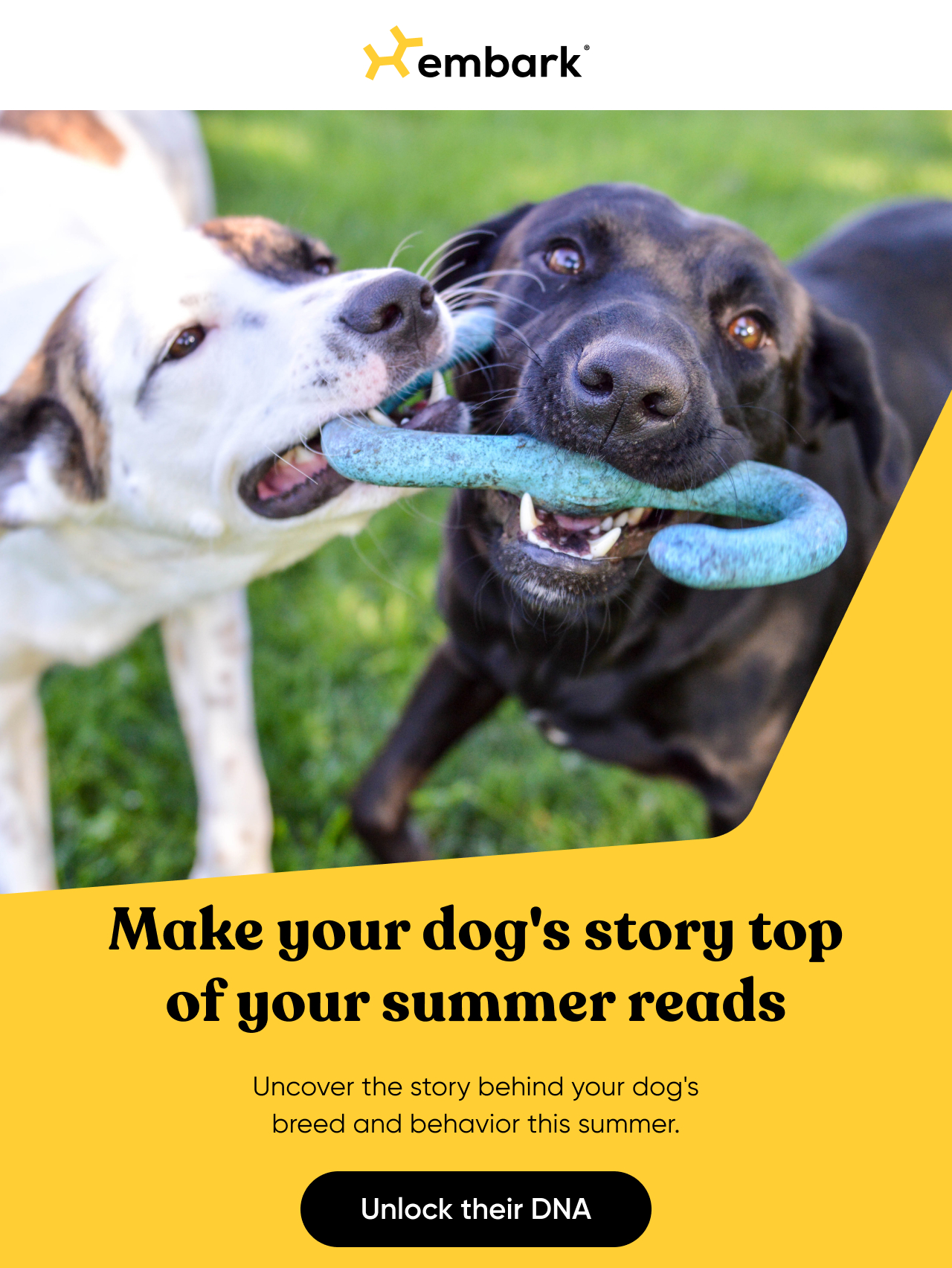 Make your dog's story top of your summer reads