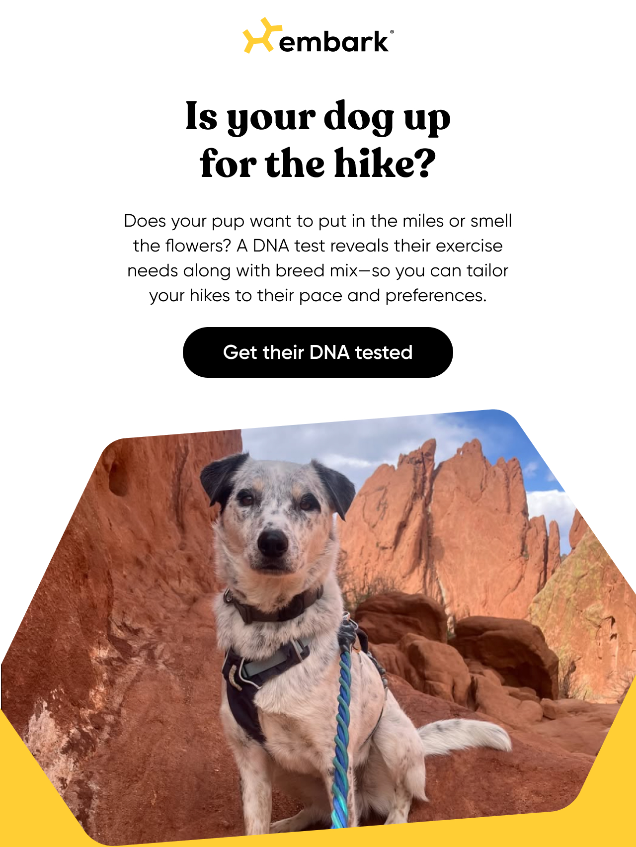 Discover their breed mix