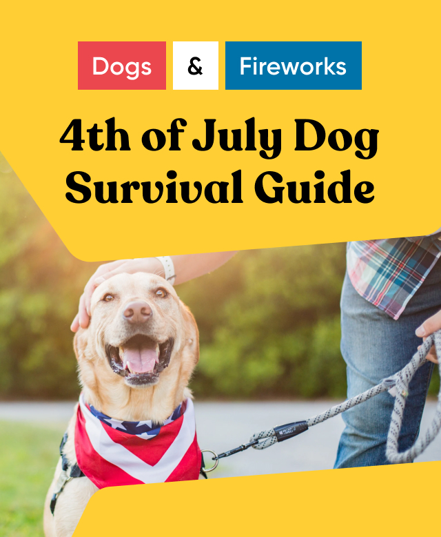 4th of July Dog Survival Guide