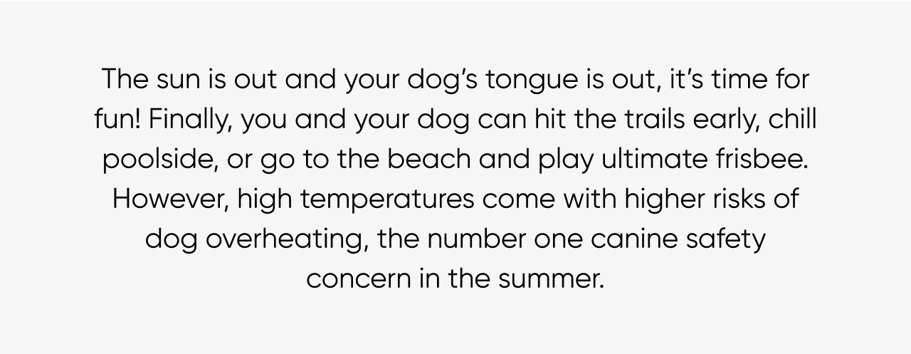 High temperatures come with higher risks of dog overheating