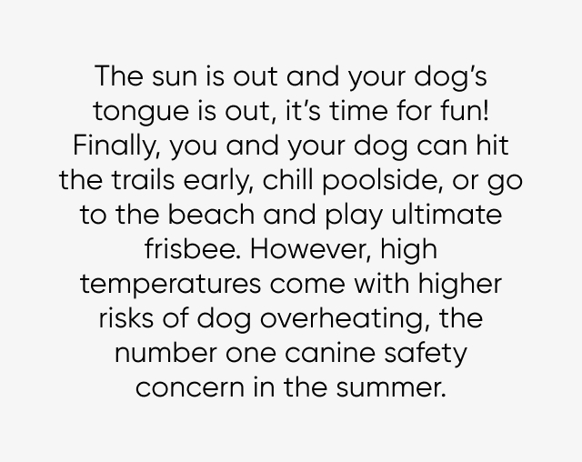 High temperatures come with higher risks of dog overheating