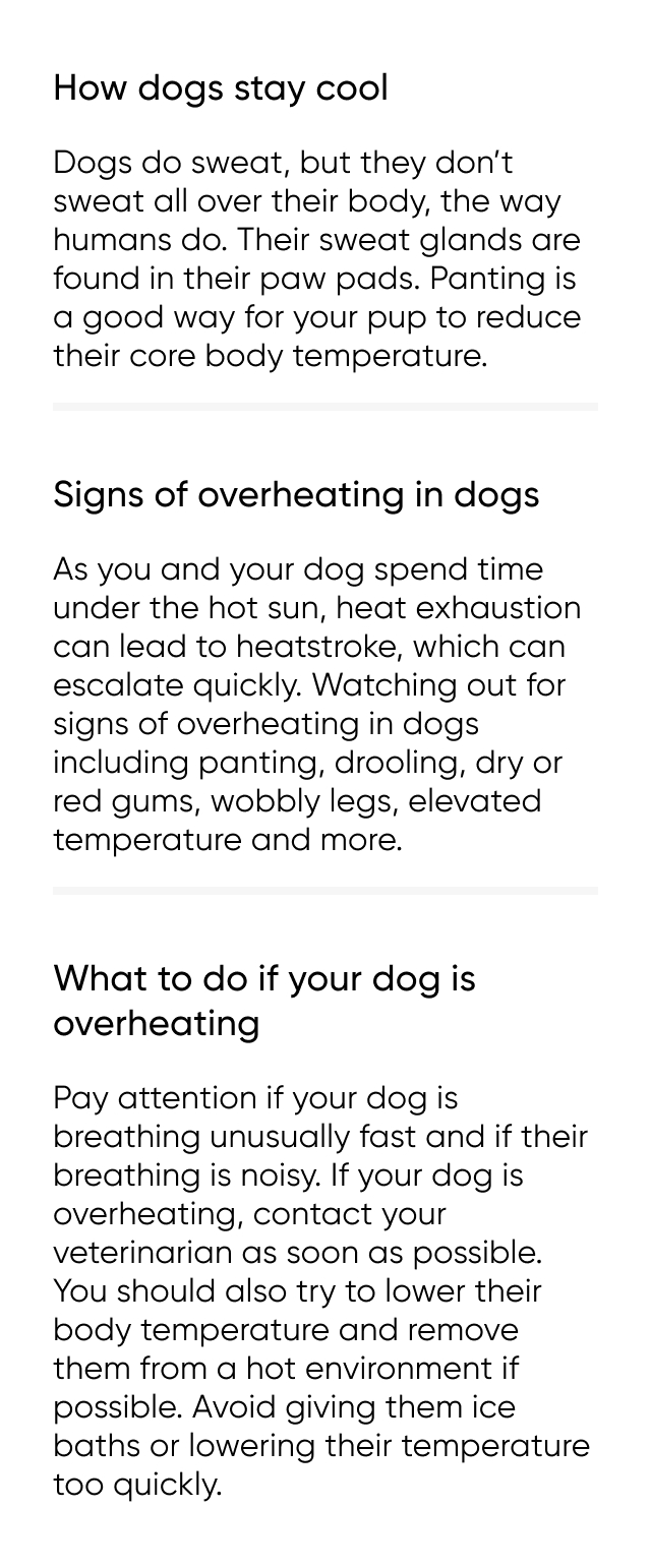How dogs stay cool