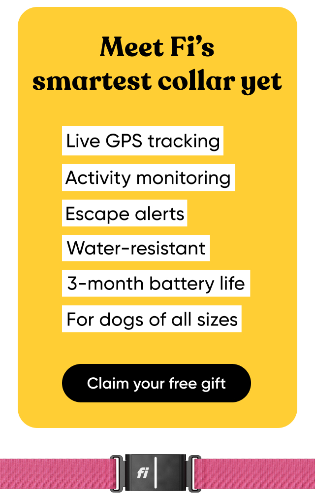 Meet Fi's smartest collar yet