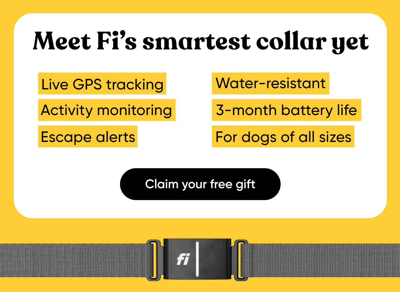 Meet Fi's smartest collar yet