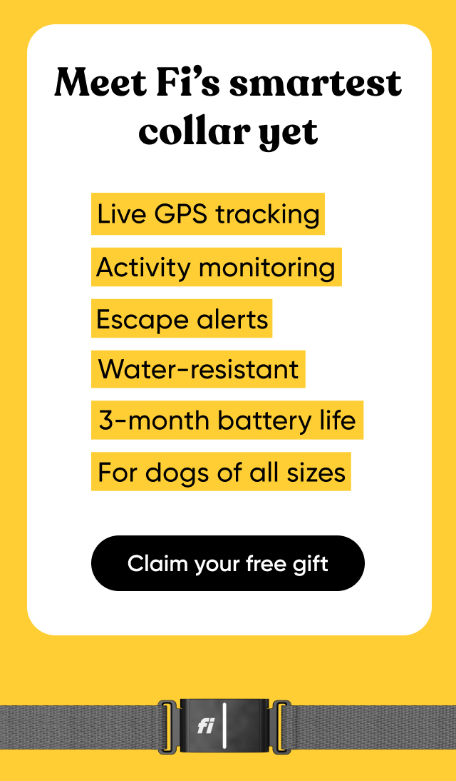 Meet Fi's smartest collar yet