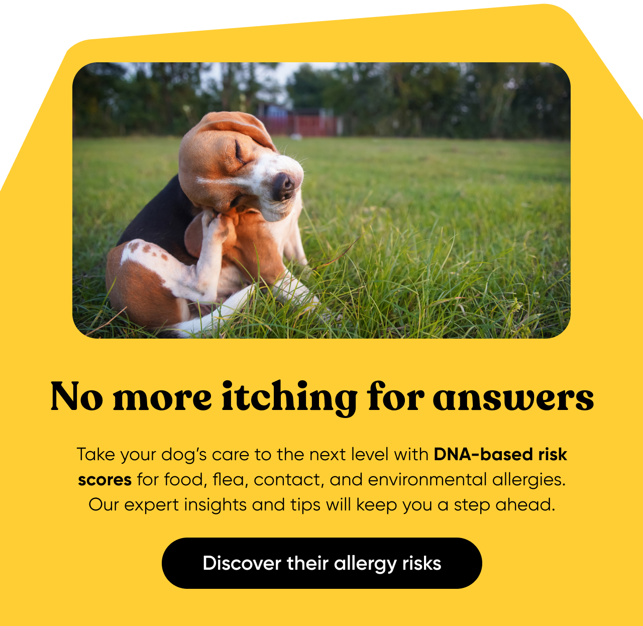 Discover their allergy risks with a Dog DNA Test