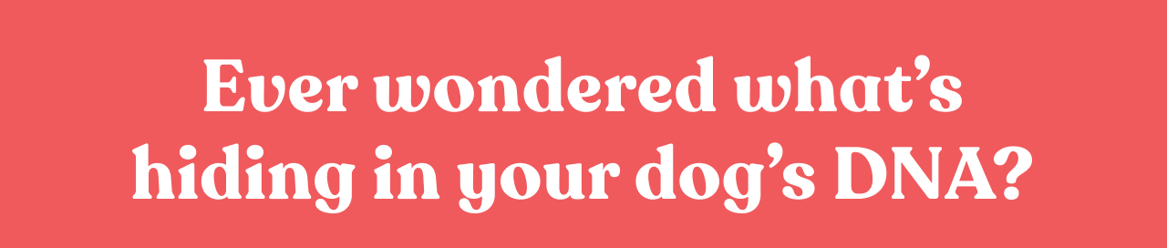 Save big of Dog DNA Tests during our Labor Day Sale