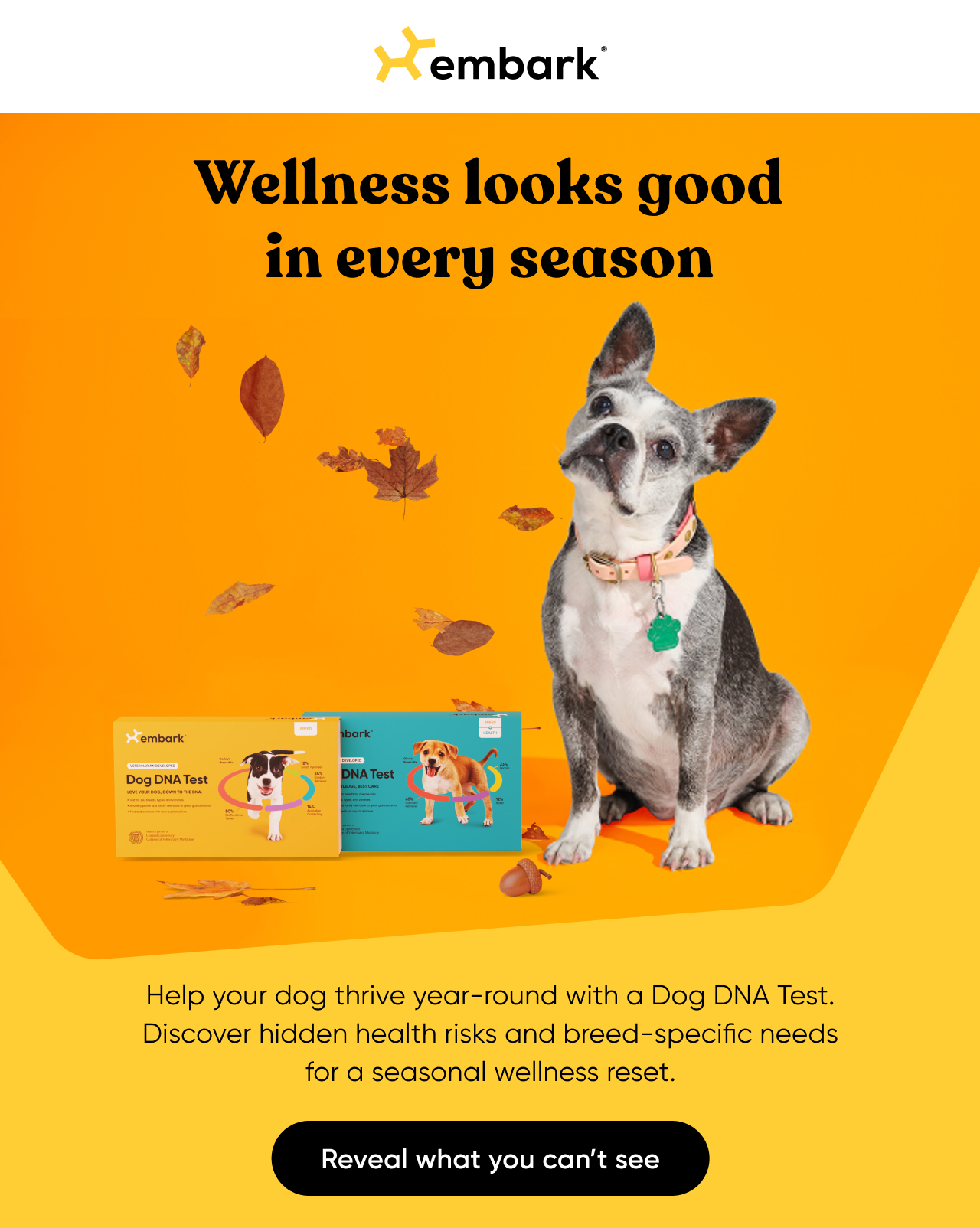 Help your dog thrive year-round with a Dog DNA Test.
