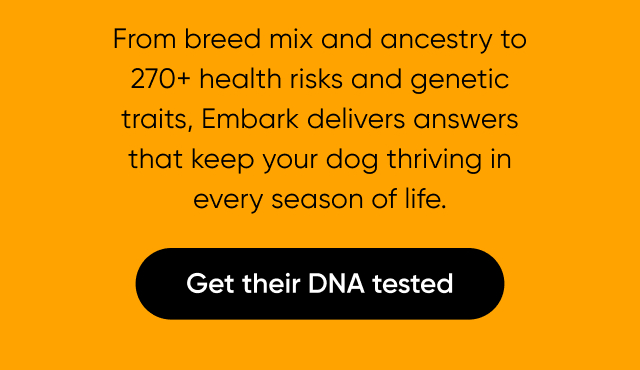 Embark insights guide you toward the right choices for your dog's unique DNA.