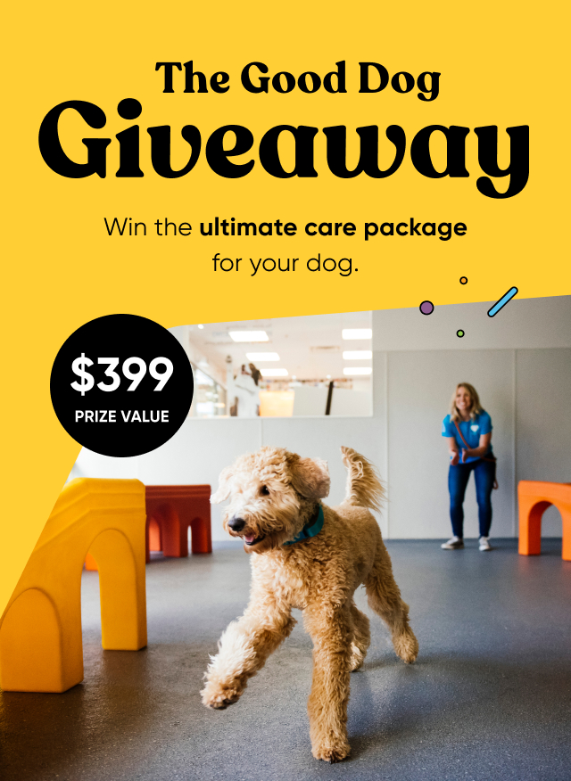 Win the ultimate care package for your dog