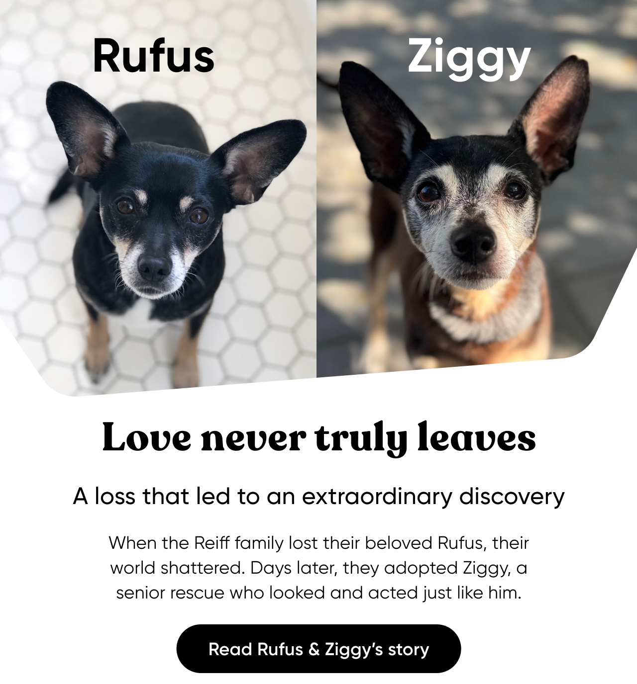 Read Rufus and Ziggy's story