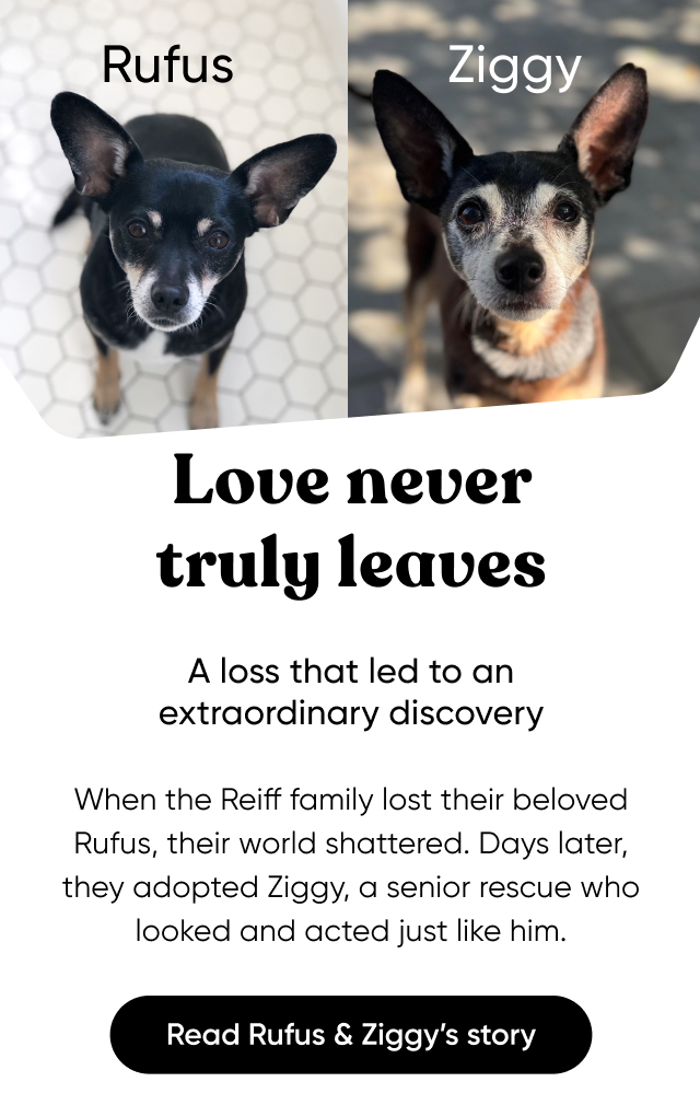 Read Rufus & Ziggy's story
