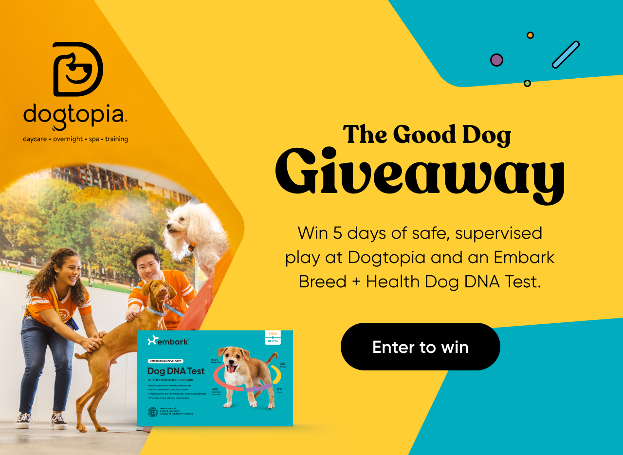 Win 5 days of safe, supervised play at Dogtopia and an Embark Breed + Health Dog DNA Test