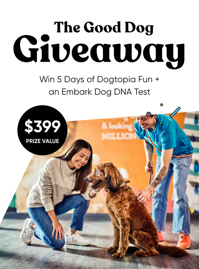 Last chance to enter the Good Dog Giveaway
