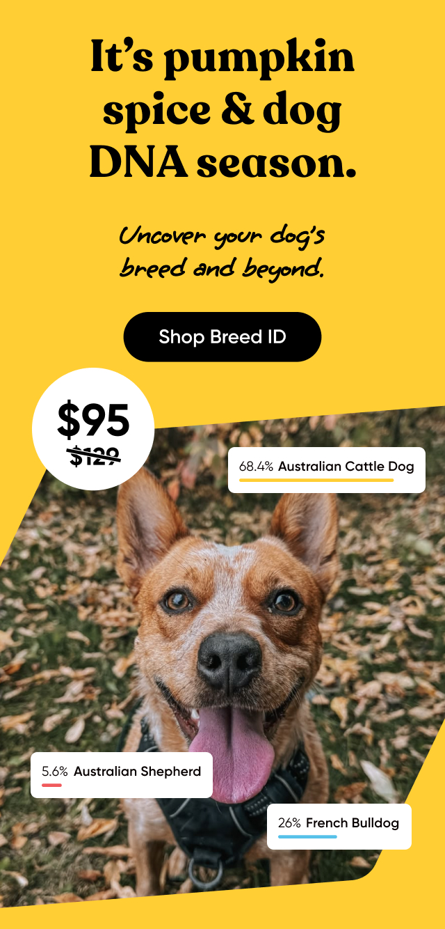 Save on our Breed ID Test