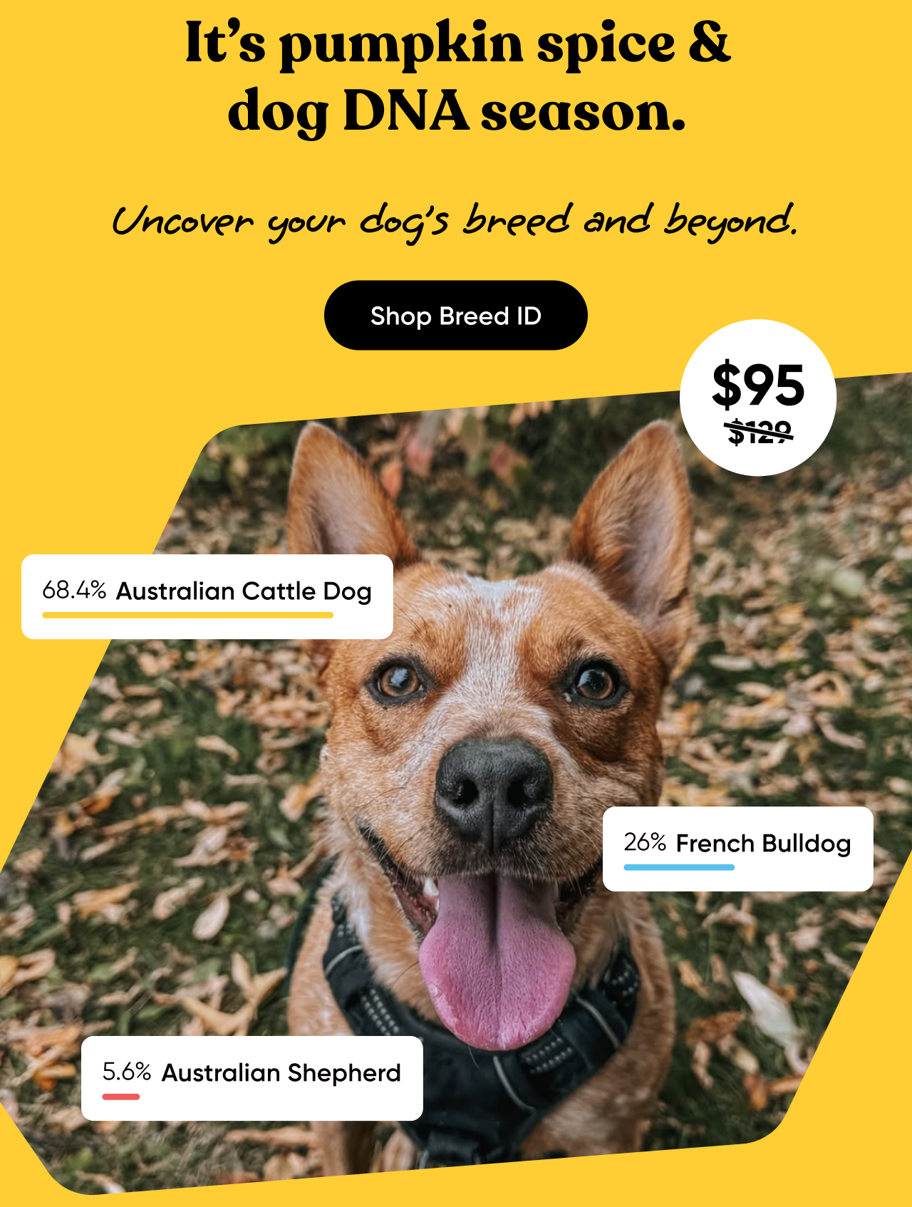 Save on our Breed ID Test
