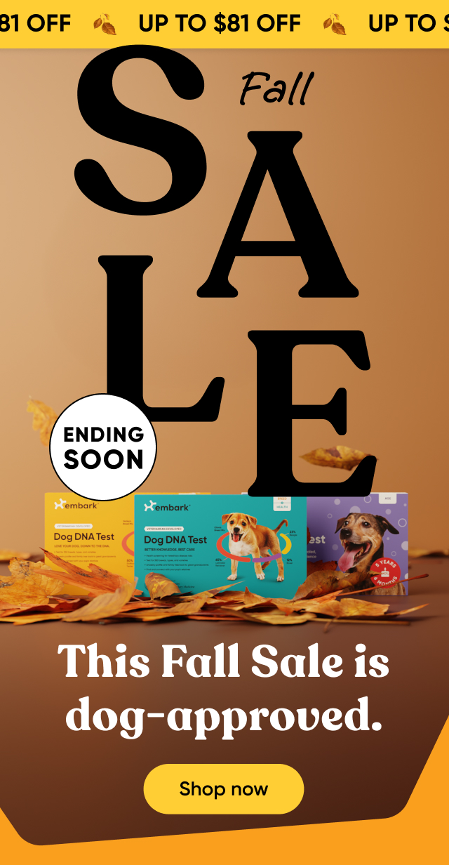 Shop Fall Sale