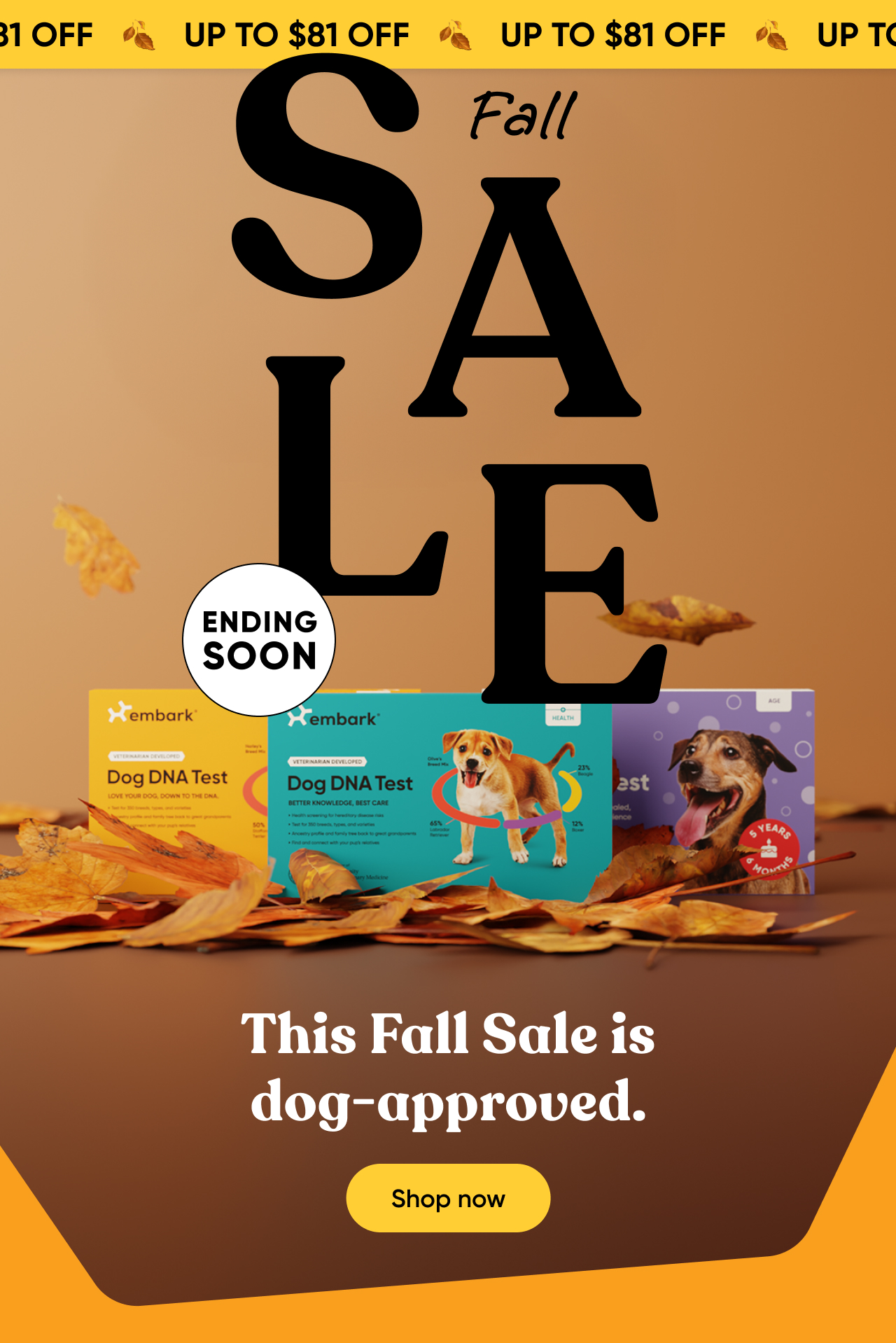 Shop Fall Sale
