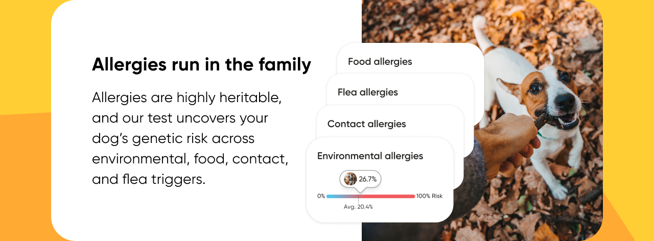 An Embark Dog DNA Test uncovers your dog's genetic allergy risk.