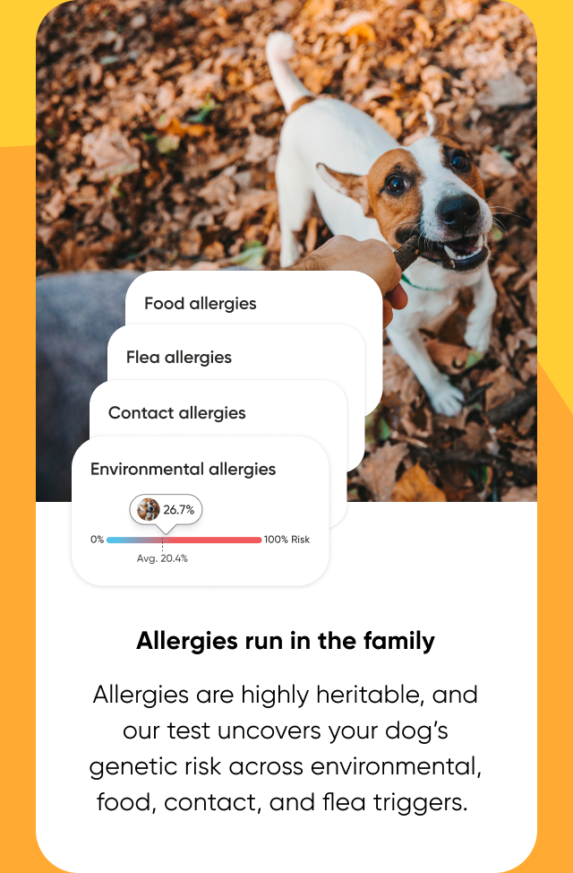 An Embark Dog DNA Test uncovers your dog's genetic allergy risk.