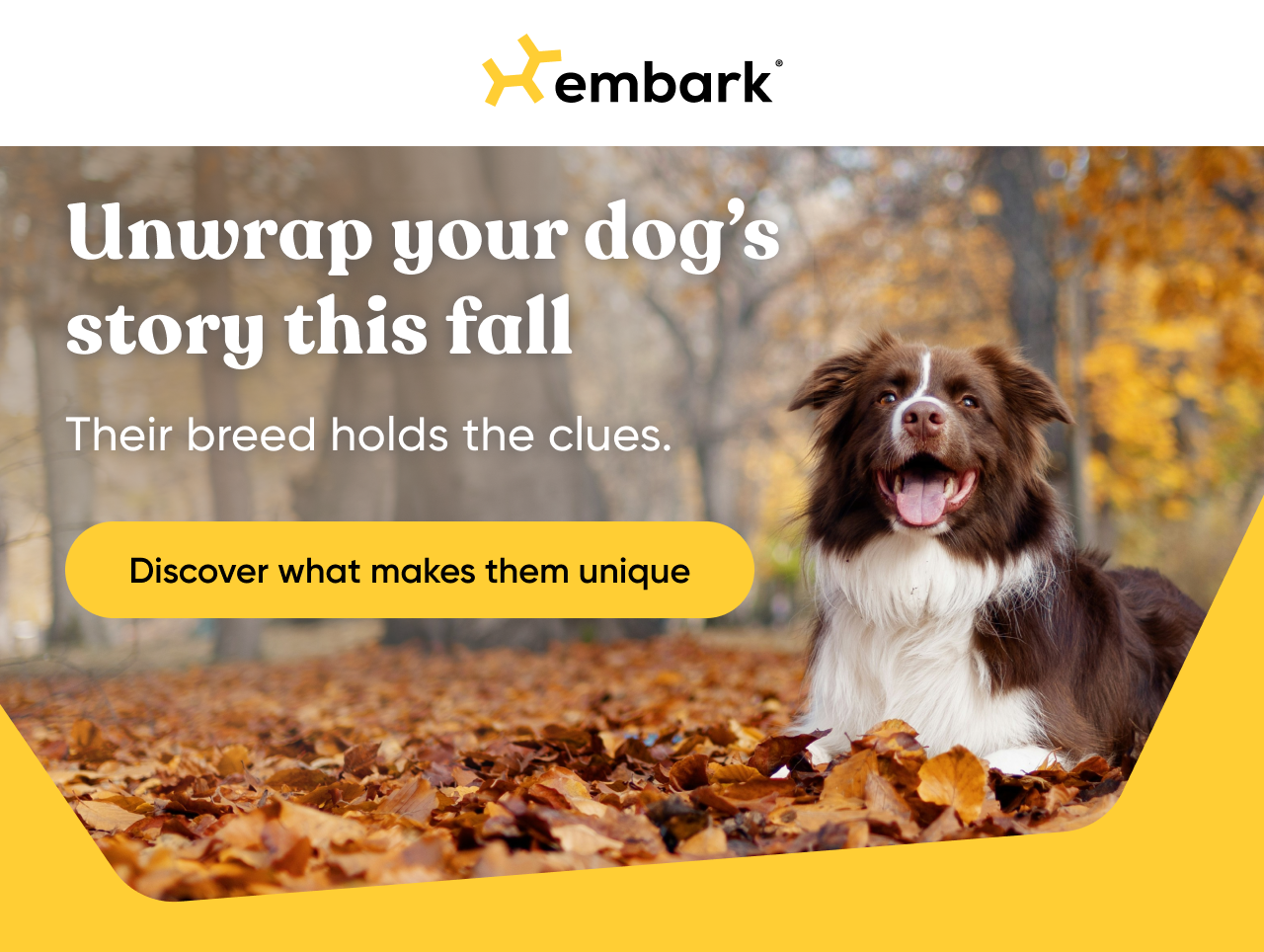 Discover what makes your dog unique with a Dog DNA Test