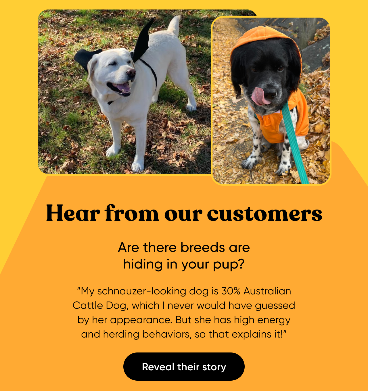 Reveal your dog's hidden story with a Dog DNA Test