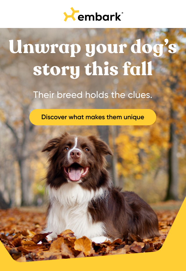 Discover what makes your dog unique with a Dog DNA Test