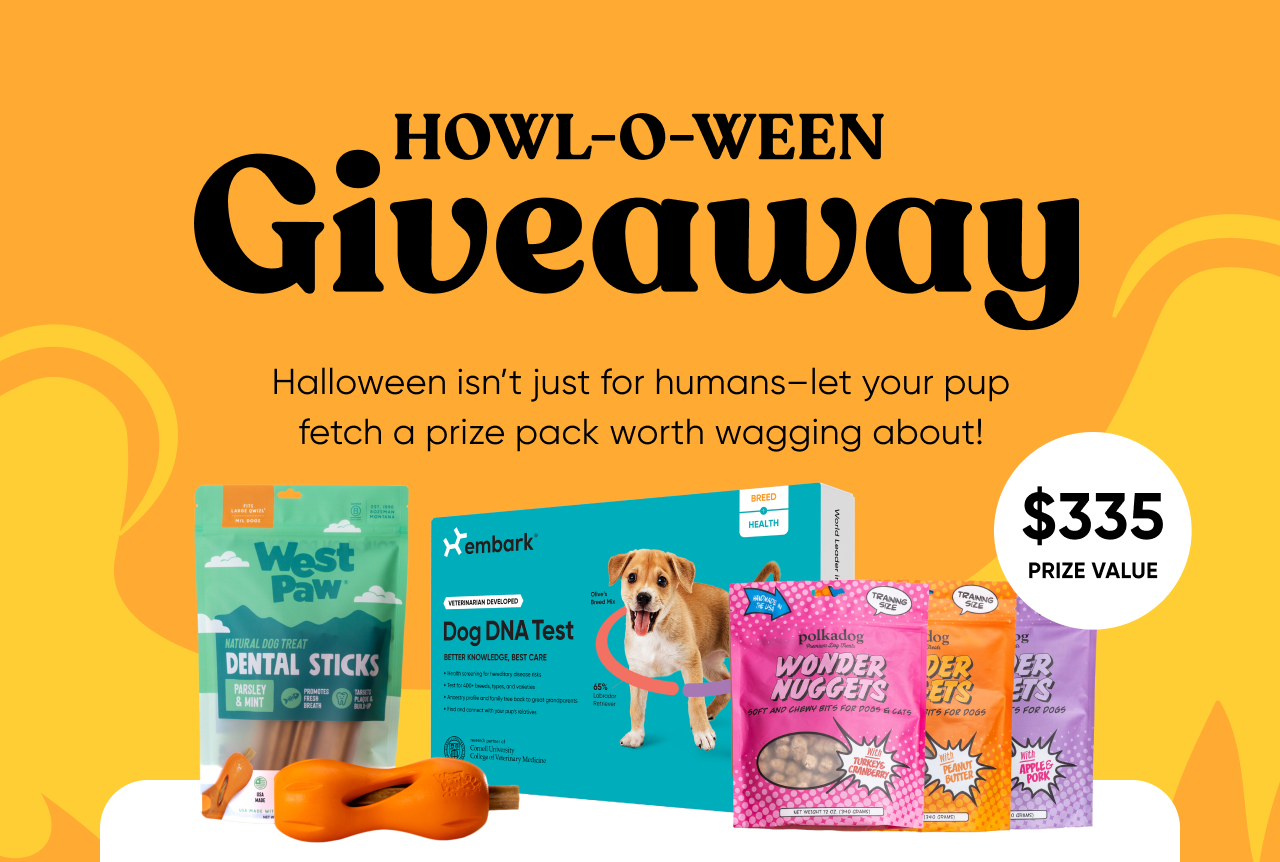 Treat your pup to a spooktacular mix of tricks & treats this Halloween.