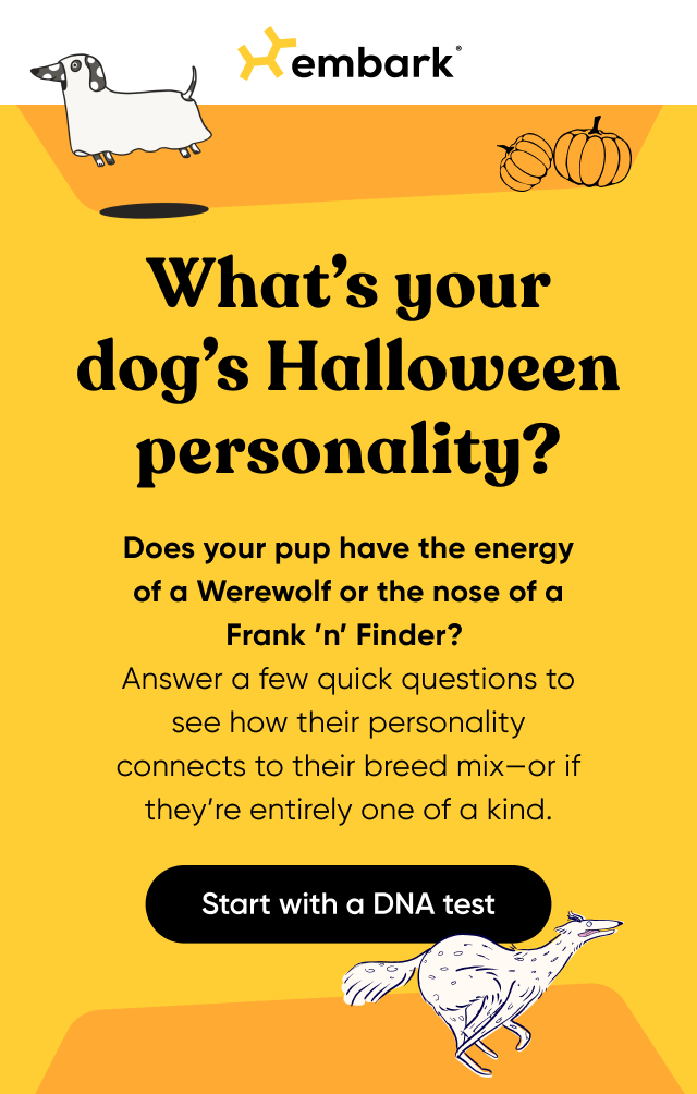 See how your dog's personality connects to their breed mix