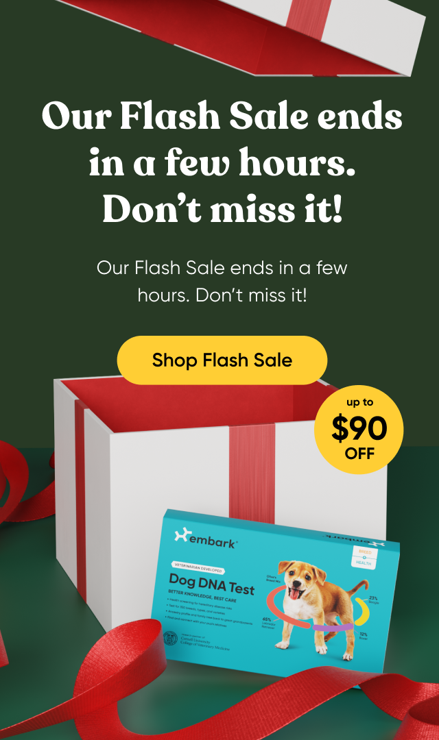 Our Flash Sale ends in a few hours. Don't miss it! Last chance for Christmas delivery! Shop Flash Sale