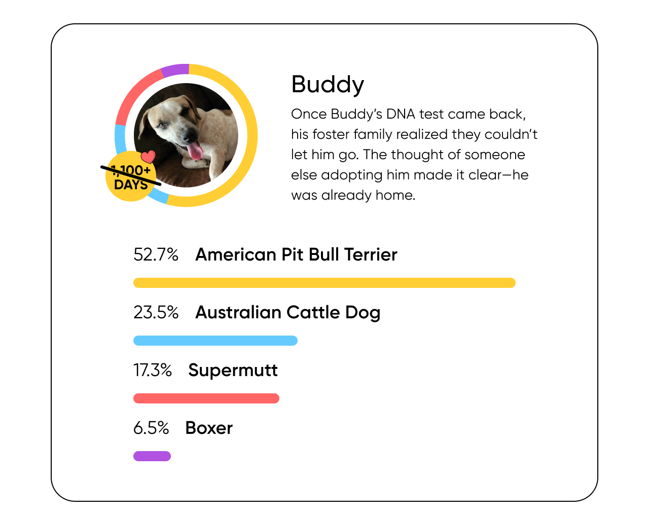 Once Buddy’s DNA test came back, his foster family realized they couldn’t let him go. The thought of someone else adopting him made it clear—he was already home.