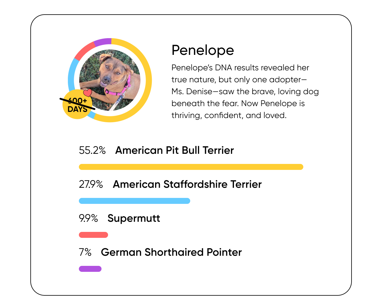 Penelope’s DNA results revealed her true nature, but only one adopter—Ms. Denise—saw the brave, loving dog beneath the fear. Now Penelope is thriving, confident, and loved.