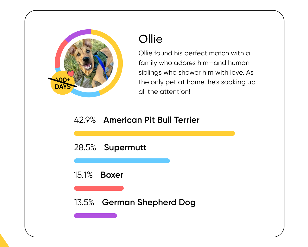 Ollie’s found his perfect match with a family who adores him—and human siblings who shower him with love. As the only pet at home, he’s soaking up all the attention!