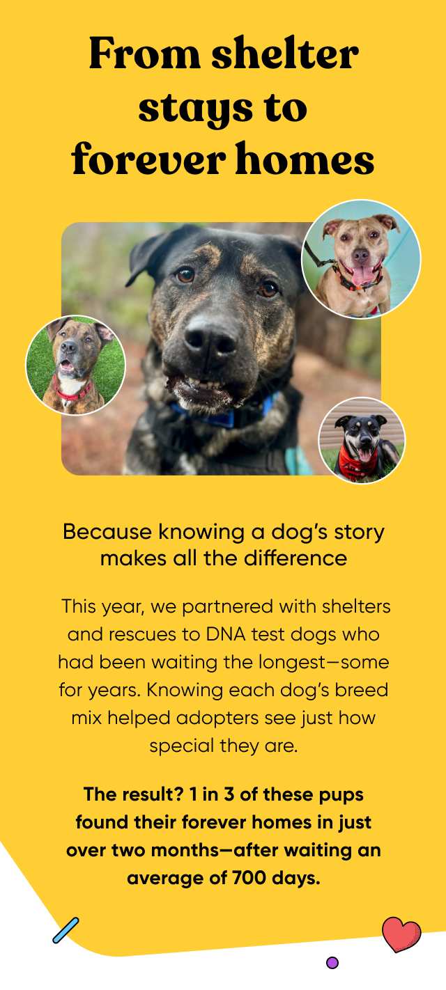 From shelter stays to forever homes. Because know a dog's story makes all of the difference. This year, we partnered with shelters and rescues to DNA test dogs who had been waiting the longest—some for years. Knowing each dog's breed mix helped adopters see just how special they are. The result? 1 in 3 of these pups found their forever homes in just over two months—after waiting an average of 700 days.