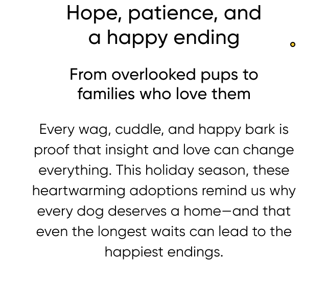 Hope, patience, and a happy ending. From overlooked pups to families who love them. Every wag, cuddle, and happy bark is proof that insight and love can change everything. This holiday season, these heartwarming adoptions remind us why every dog deserves a home—and that even the longest waits can lead to the happiest endings.